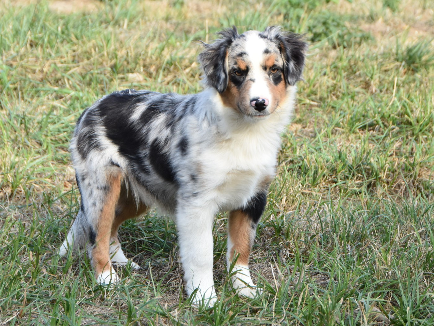 De La Folle Emprise - Chiots disponibles - Berger Américain Miniature 