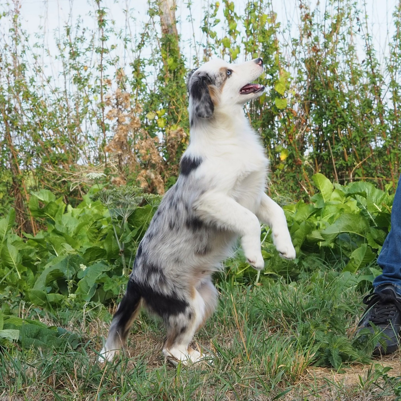 De La Folle Emprise - Chiots disponibles - Berger Américain Miniature 