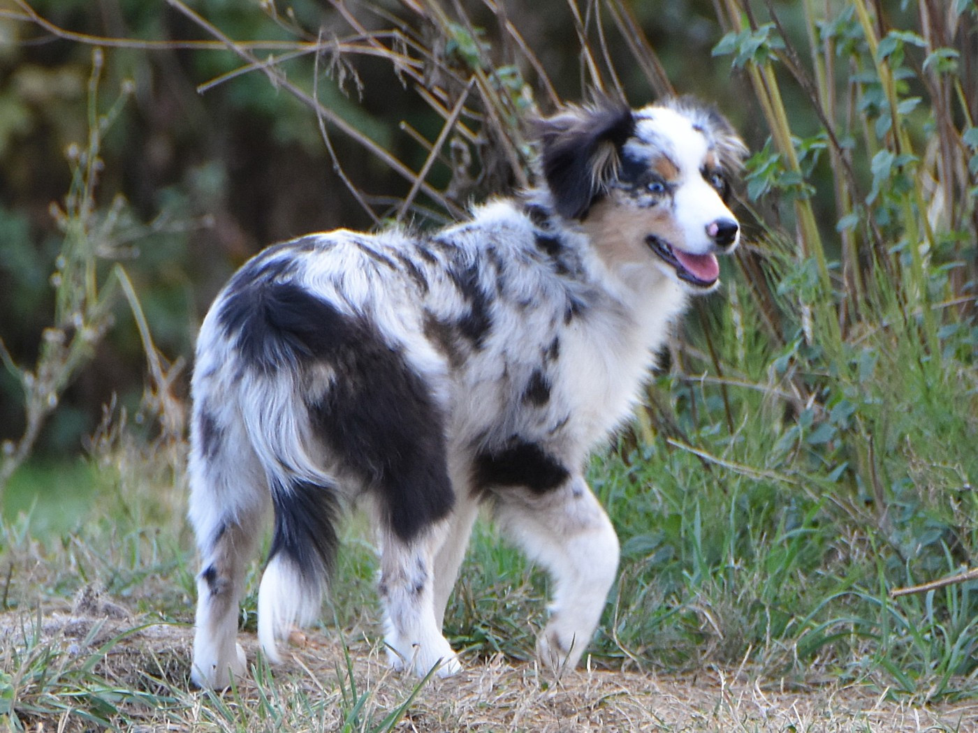 De La Folle Emprise - Chiots disponibles - Berger Américain Miniature 