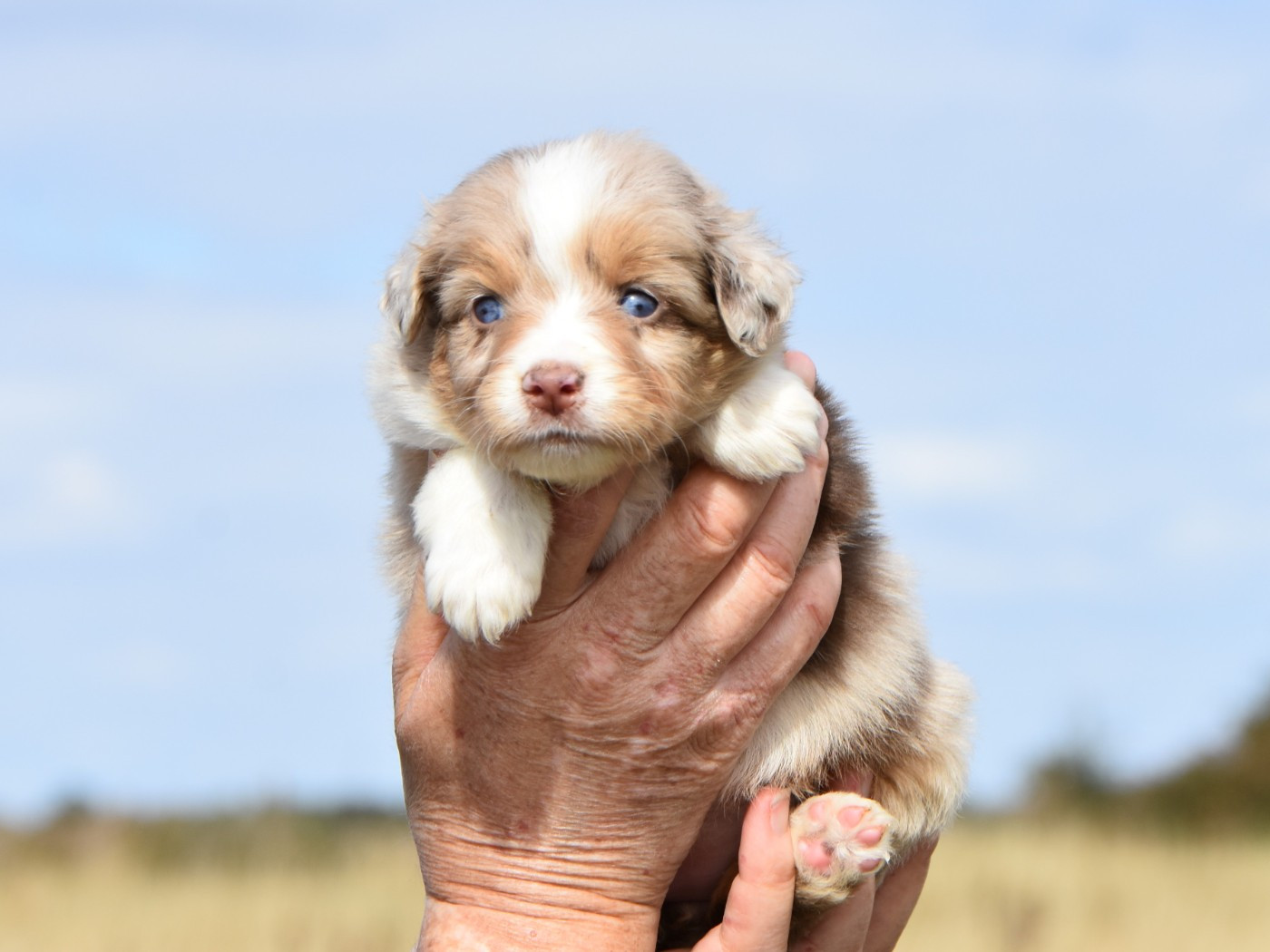De La Folle Emprise - Chiots disponibles - Berger Américain Miniature 