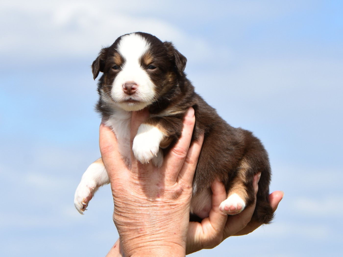 De La Folle Emprise - Chiots disponibles - Berger Américain Miniature 