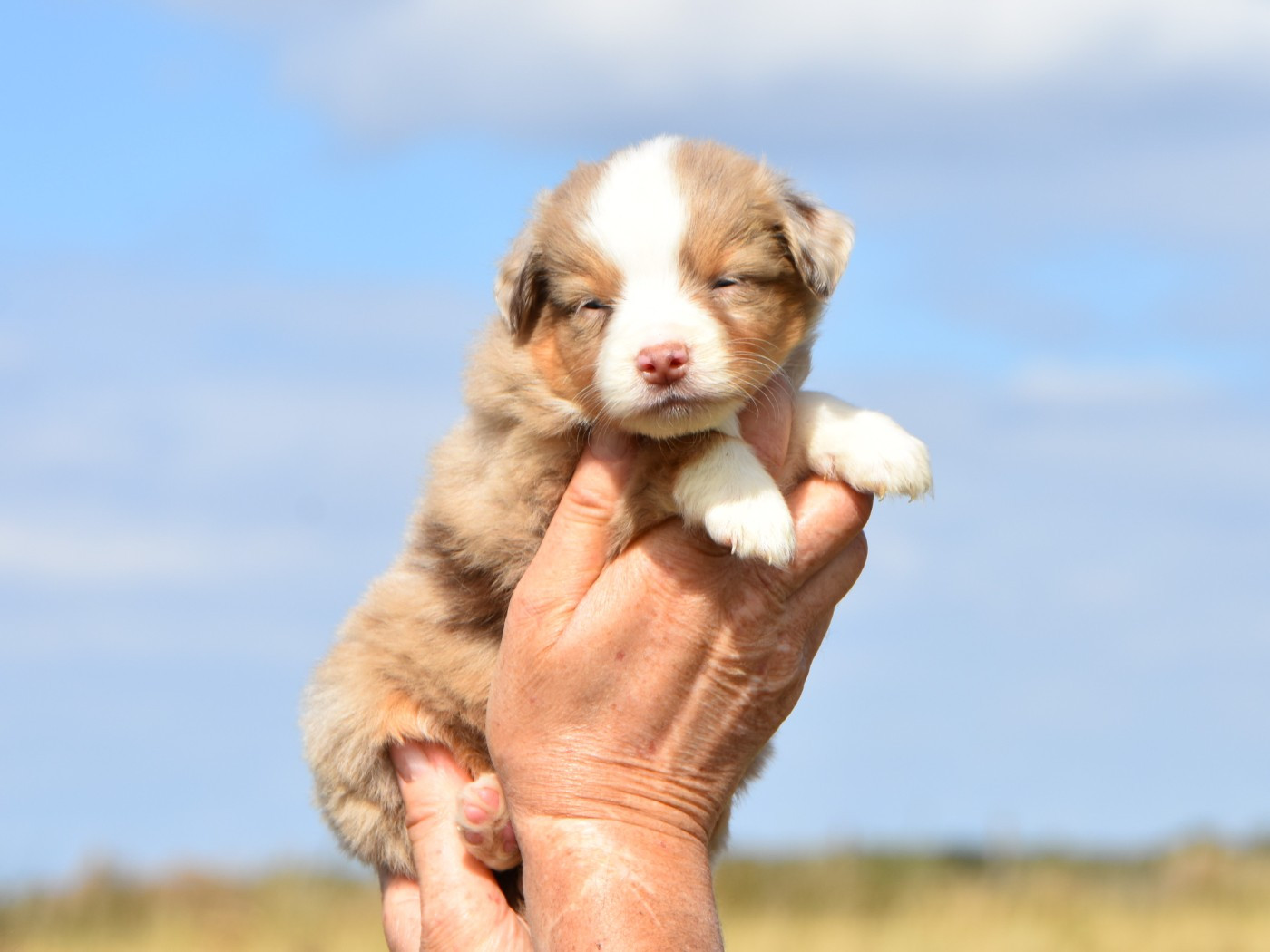 De La Folle Emprise - Chiots disponibles - Berger Américain Miniature 