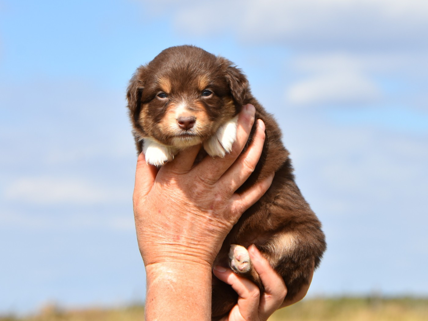 De La Folle Emprise - Chiots disponibles - Berger Américain Miniature 
