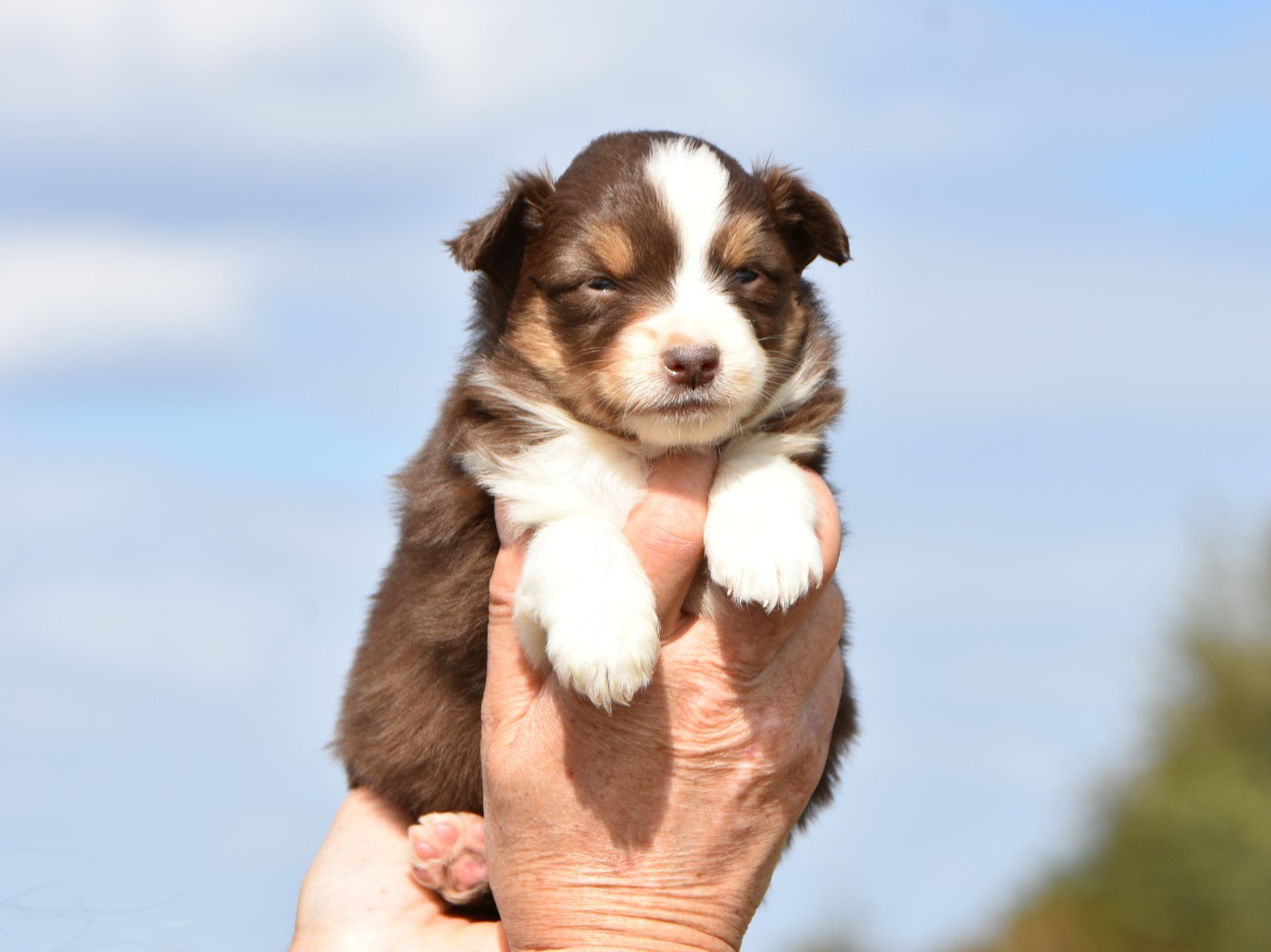 De La Folle Emprise - Chiots disponibles - Berger Américain Miniature 