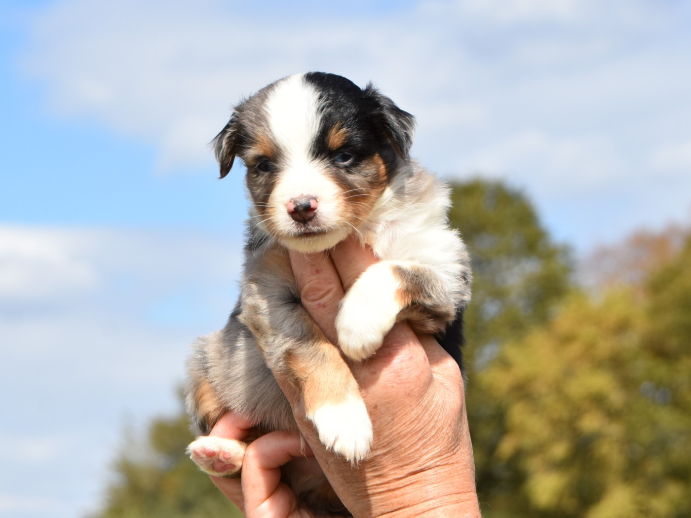 De La Folle Emprise - Chiots disponibles - Berger Américain Miniature 