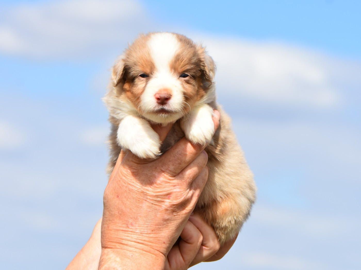 De La Folle Emprise - Chiots disponibles - Berger Américain Miniature 