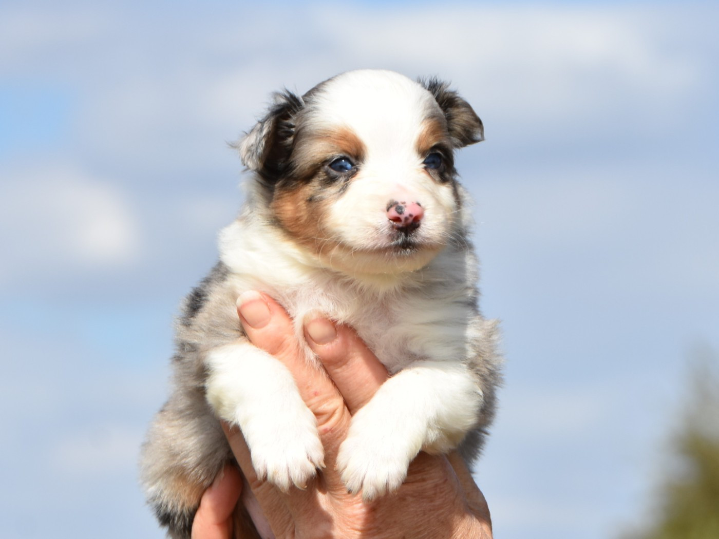 De La Folle Emprise - Chiots disponibles - Berger Américain Miniature 