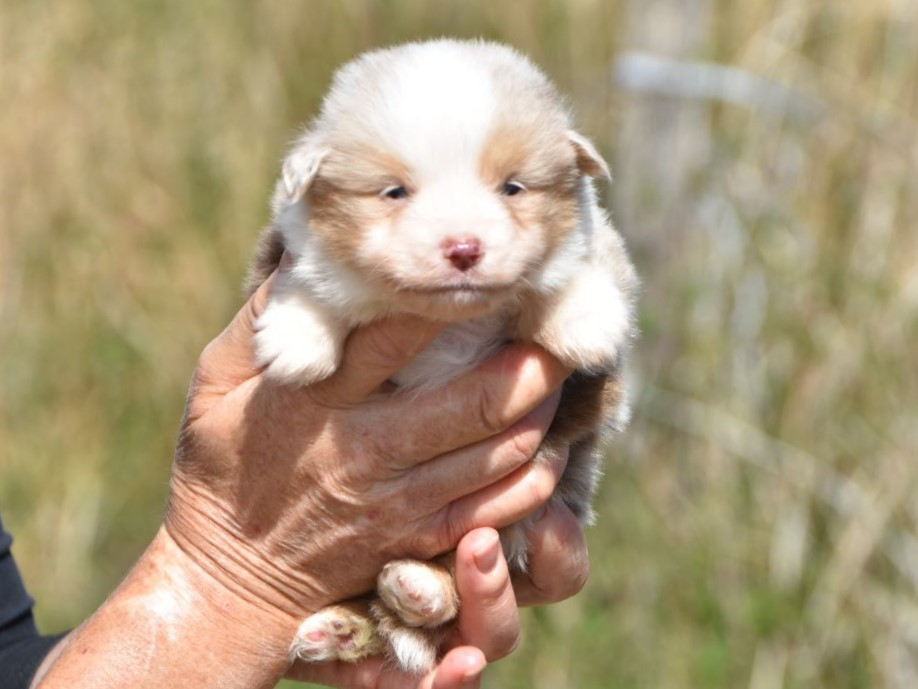 De La Folle Emprise - Chiots disponibles - Berger Américain Miniature 