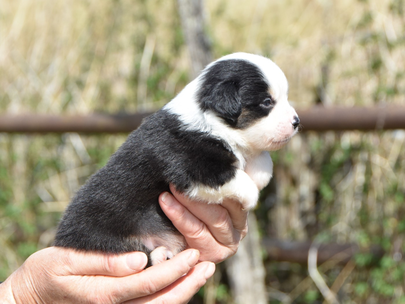 De La Folle Emprise - Chiots disponibles - Berger Américain Miniature 