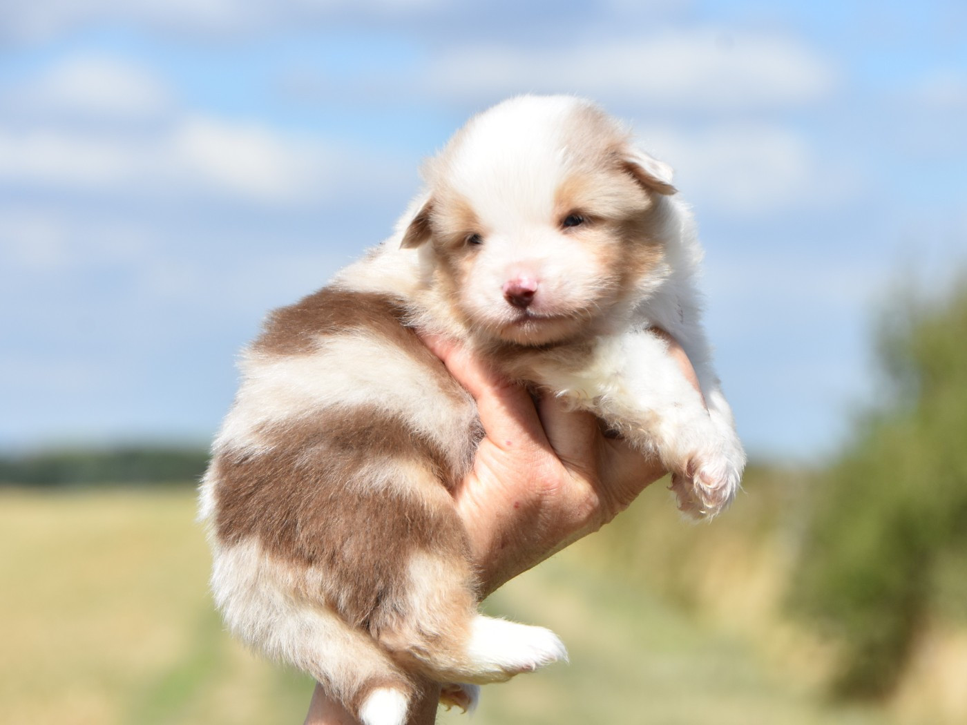 De La Folle Emprise - Chiots disponibles - Berger Américain Miniature 