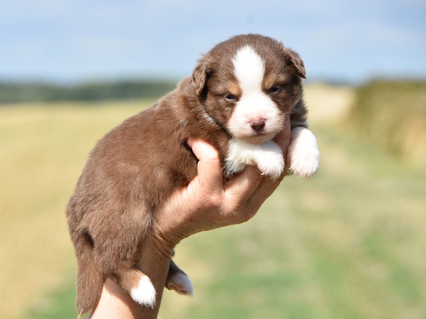 De La Folle Emprise - Chiots disponibles - Berger Américain Miniature 