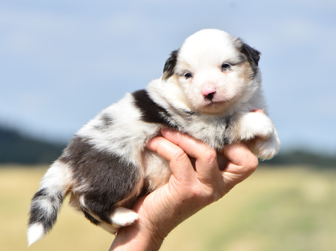 De La Folle Emprise - Chiots disponibles - Berger Américain Miniature 