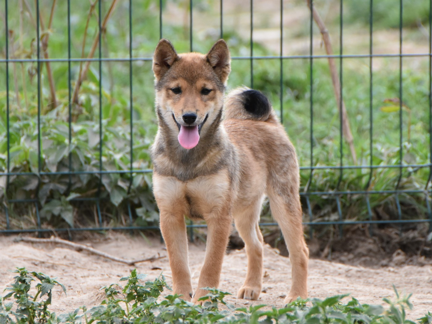 De La Folle Emprise - Chiots disponibles - Shiba