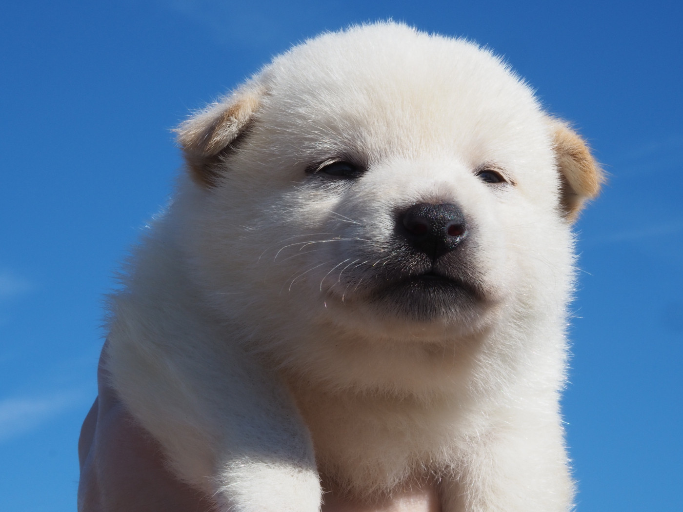 De La Folle Emprise - Chiots disponibles - Shiba