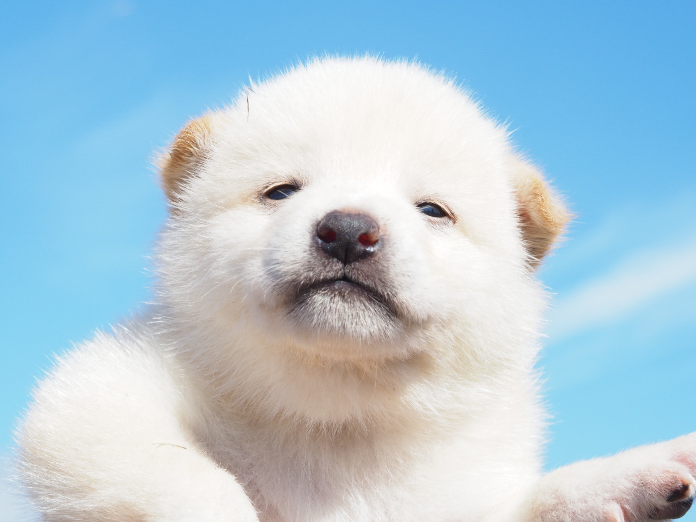 De La Folle Emprise - Chiots disponibles - Shiba