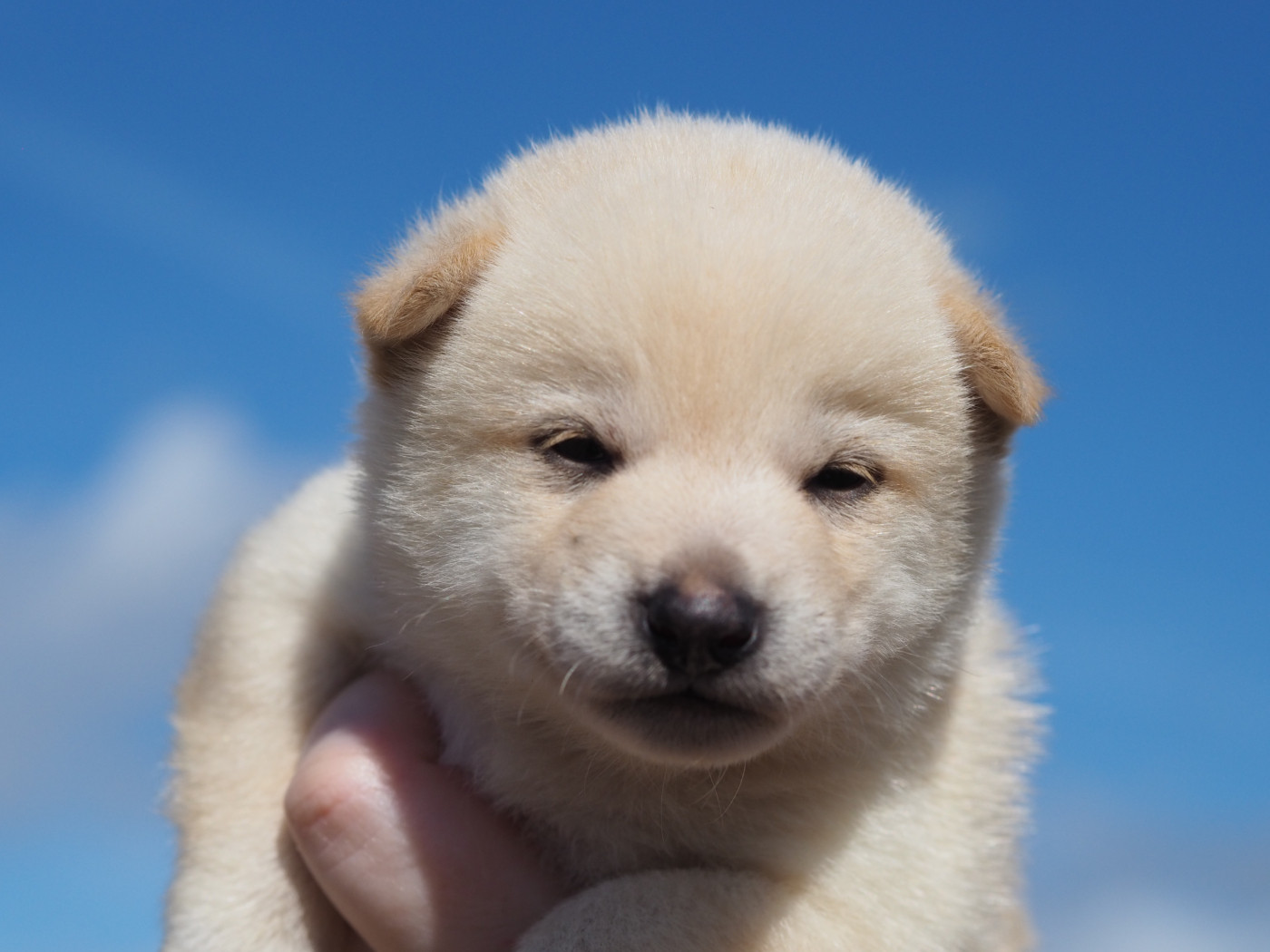 De La Folle Emprise - Chiots disponibles - Shiba