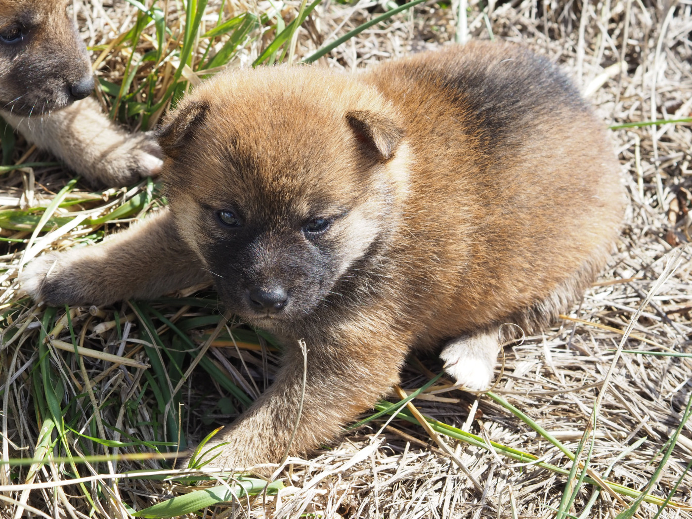 De La Folle Emprise - Chiots disponibles - Shiba