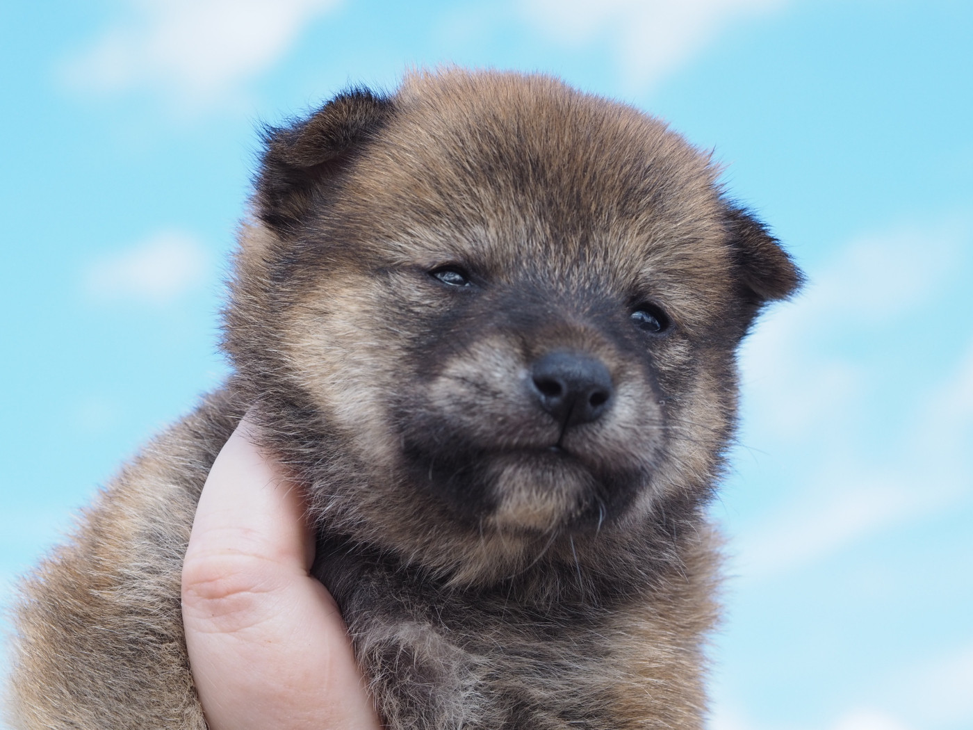 De La Folle Emprise - Chiots disponibles - Shiba