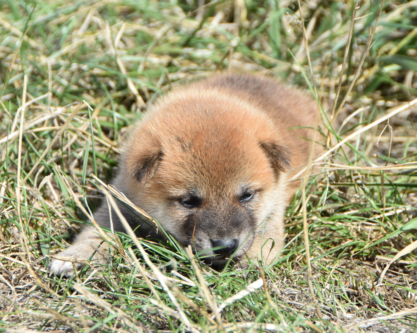 De La Folle Emprise - Chiots disponibles - Shiba