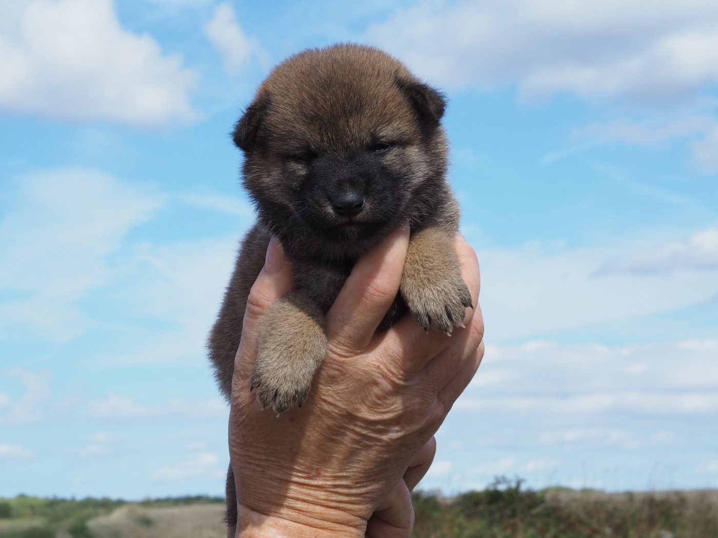 De La Folle Emprise - Chiots disponibles - Shiba