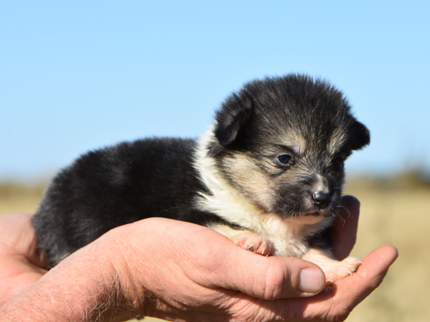 De La Folle Emprise - Chiots disponibles - Welsh Corgi Pembroke