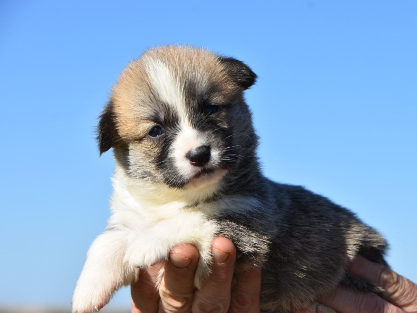 De La Folle Emprise - Chiots disponibles - Welsh Corgi Pembroke
