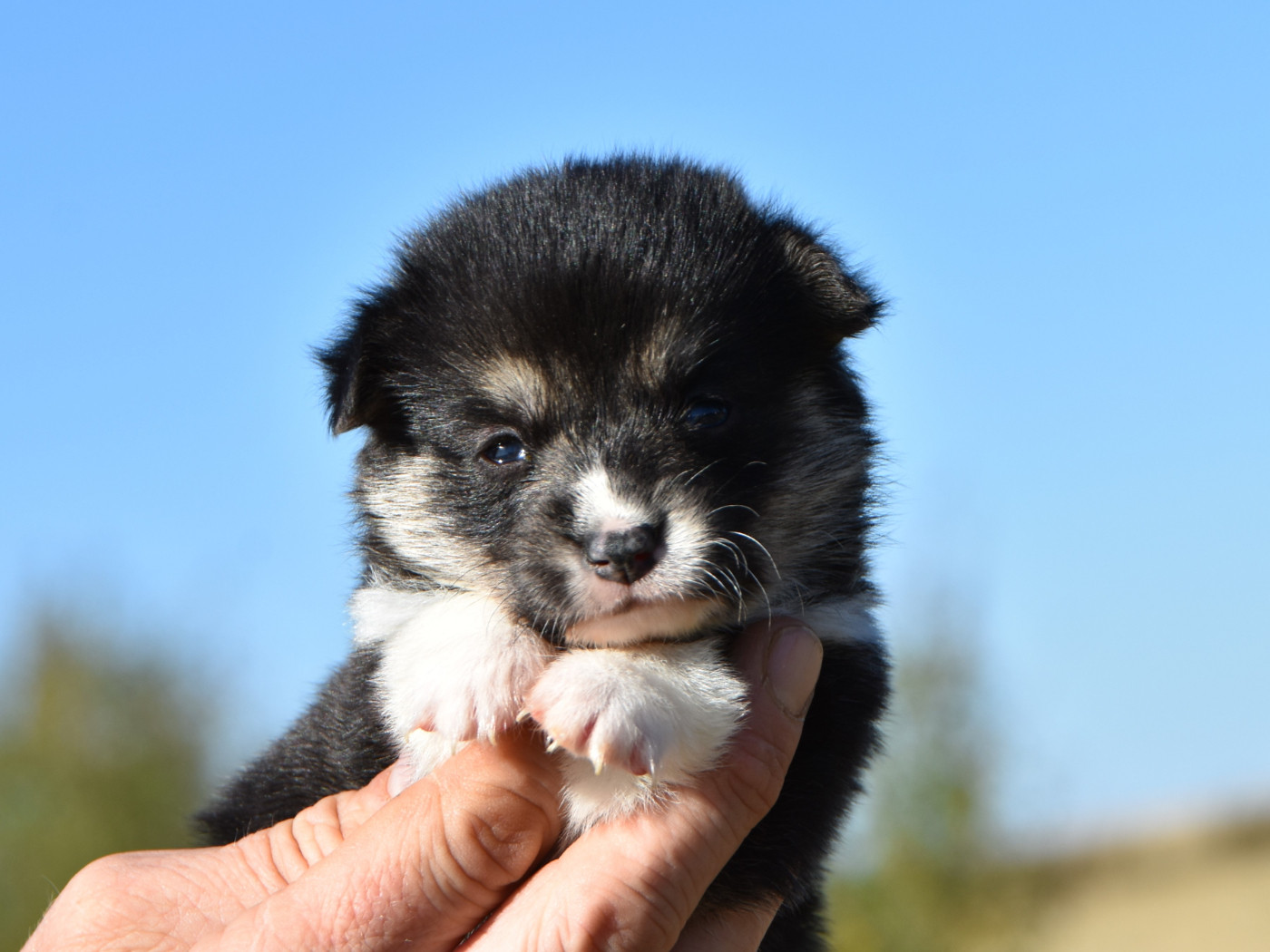 De La Folle Emprise - Chiots disponibles - Welsh Corgi Pembroke