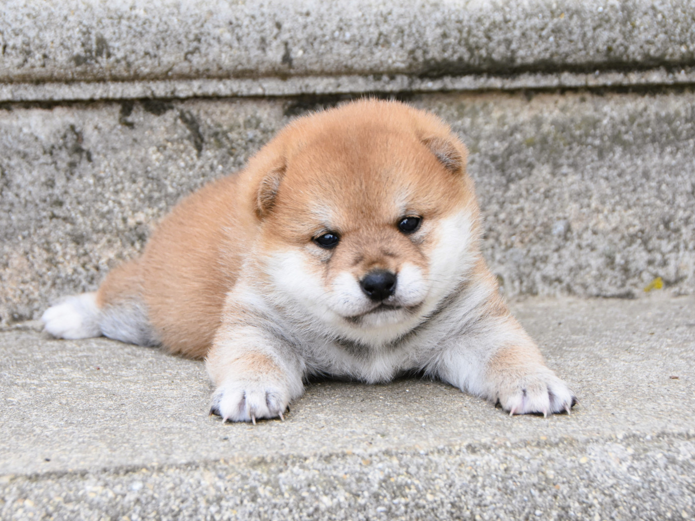De La Folle Emprise - Chiots disponibles - Shiba