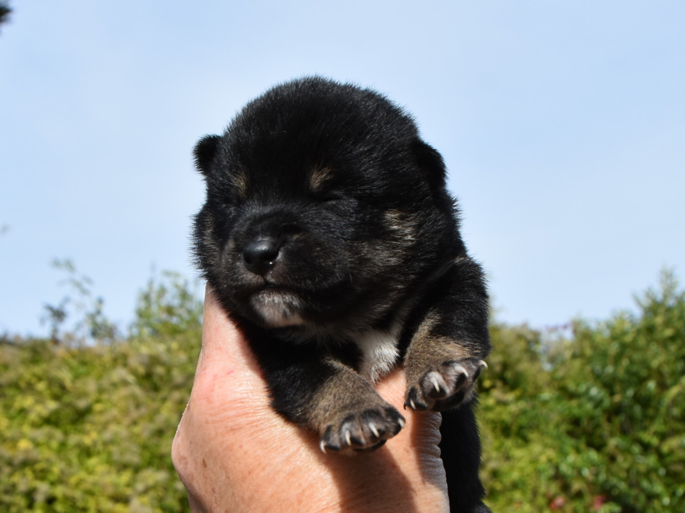 De La Folle Emprise - Chiots disponibles - Shiba