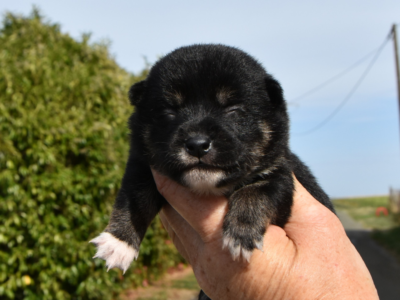 De La Folle Emprise - Chiots disponibles - Shiba