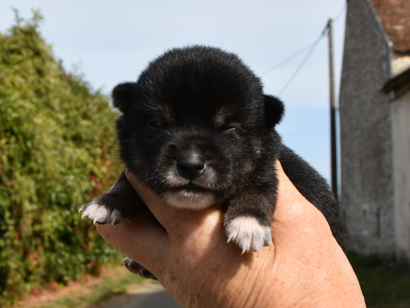 De La Folle Emprise - Chiots disponibles - Shiba
