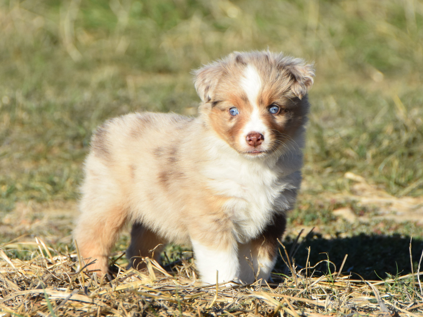 De La Folle Emprise - Chiots disponibles - Berger Américain Miniature 