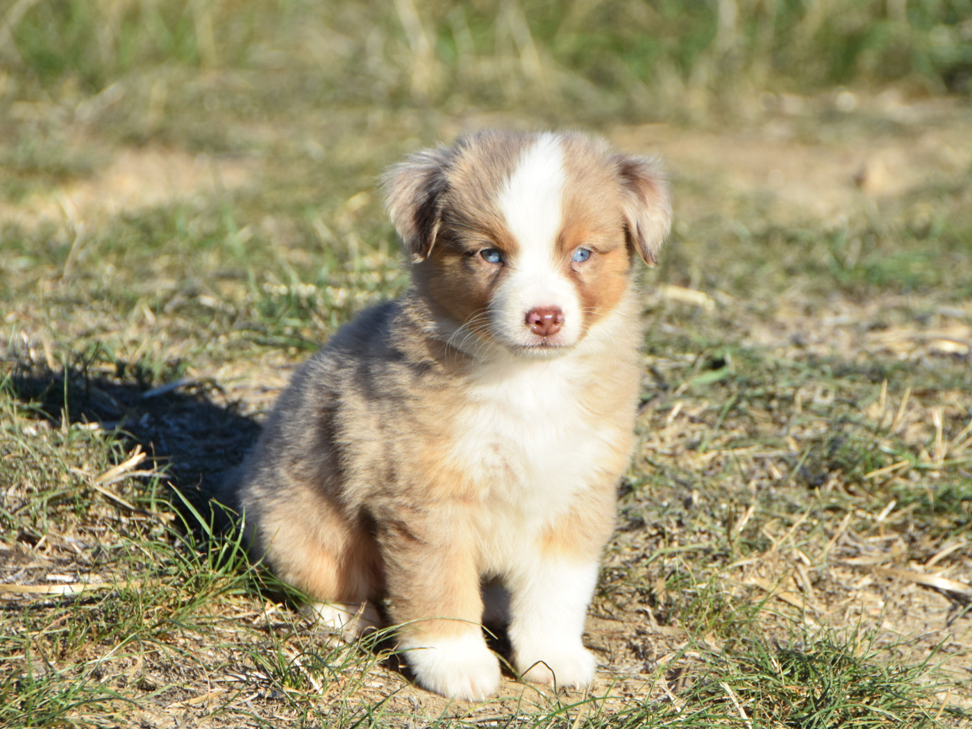 De La Folle Emprise - Chiots disponibles - Berger Américain Miniature 