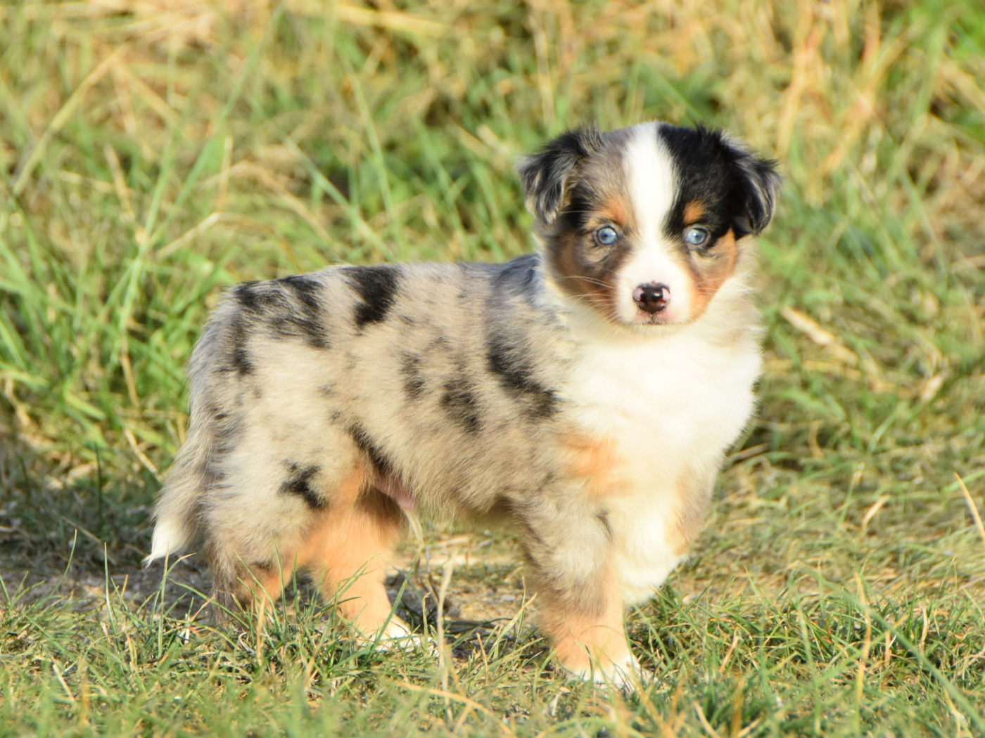 De La Folle Emprise - Chiots disponibles - Berger Américain Miniature 