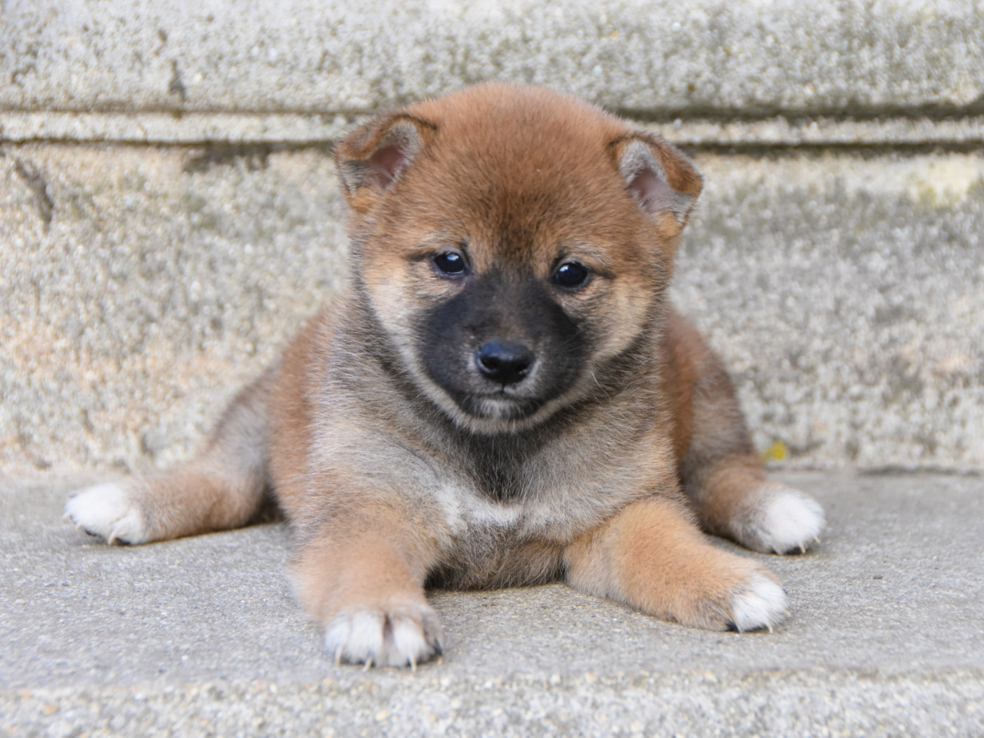 De La Folle Emprise - Chiots disponibles - Shiba