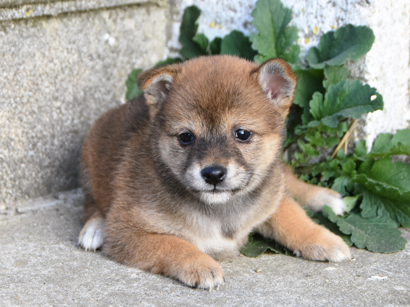 De La Folle Emprise - Chiots disponibles - Shiba