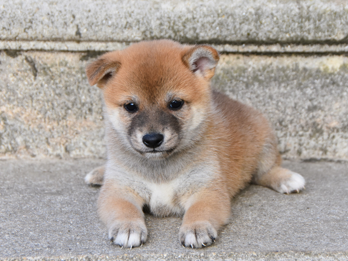 De La Folle Emprise - Chiots disponibles - Shiba