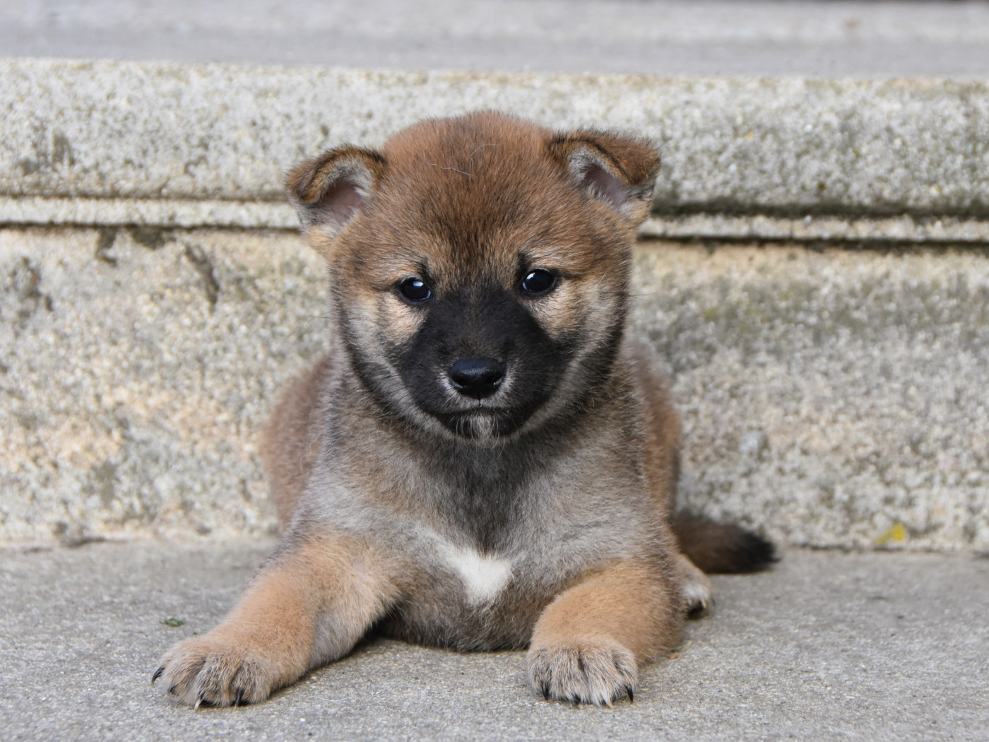 De La Folle Emprise - Chiots disponibles - Shiba