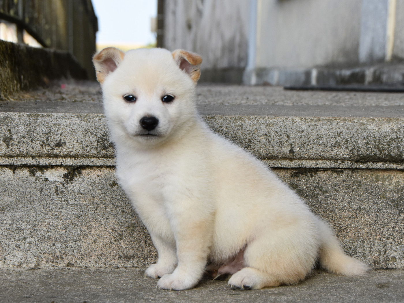 De La Folle Emprise - Chiots disponibles - Shiba
