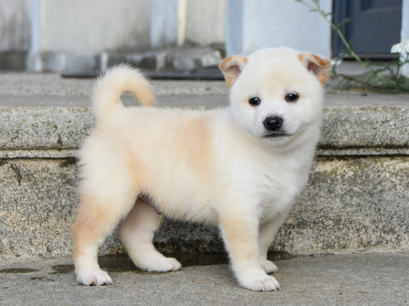 De La Folle Emprise - Chiots disponibles - Shiba
