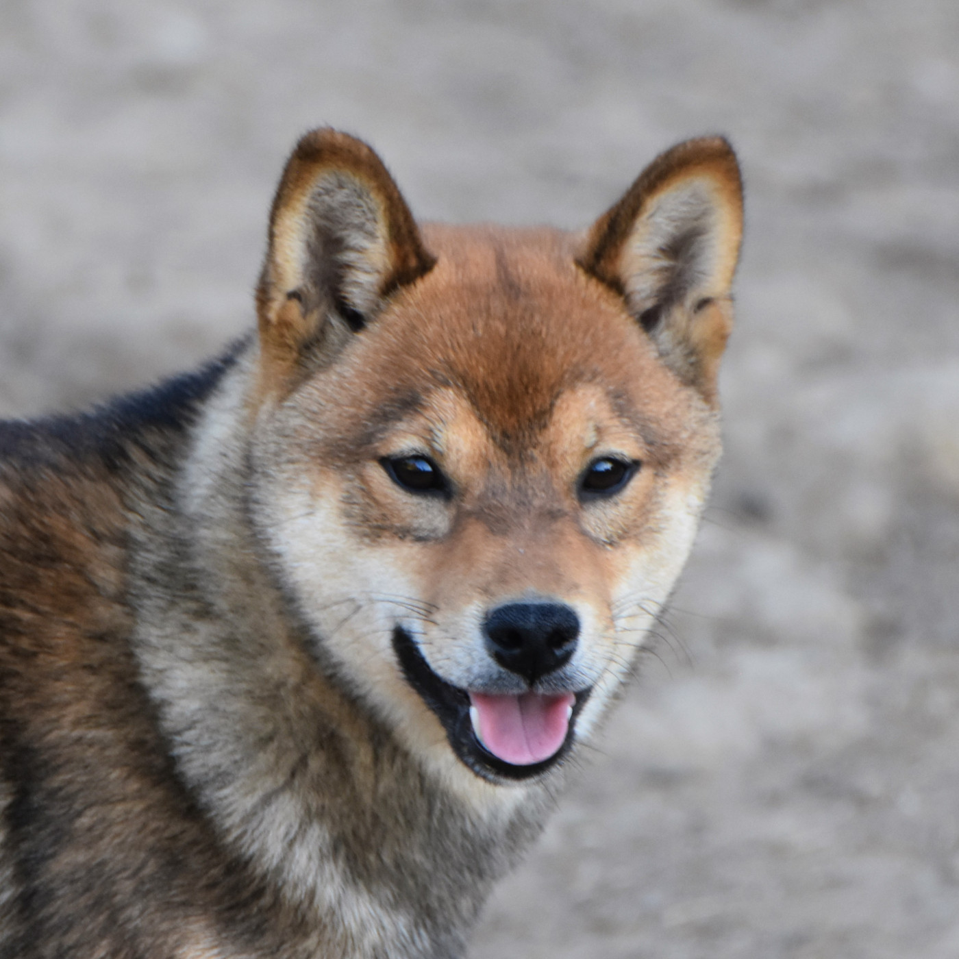 De La Folle Emprise - Chiots disponibles - Shiba