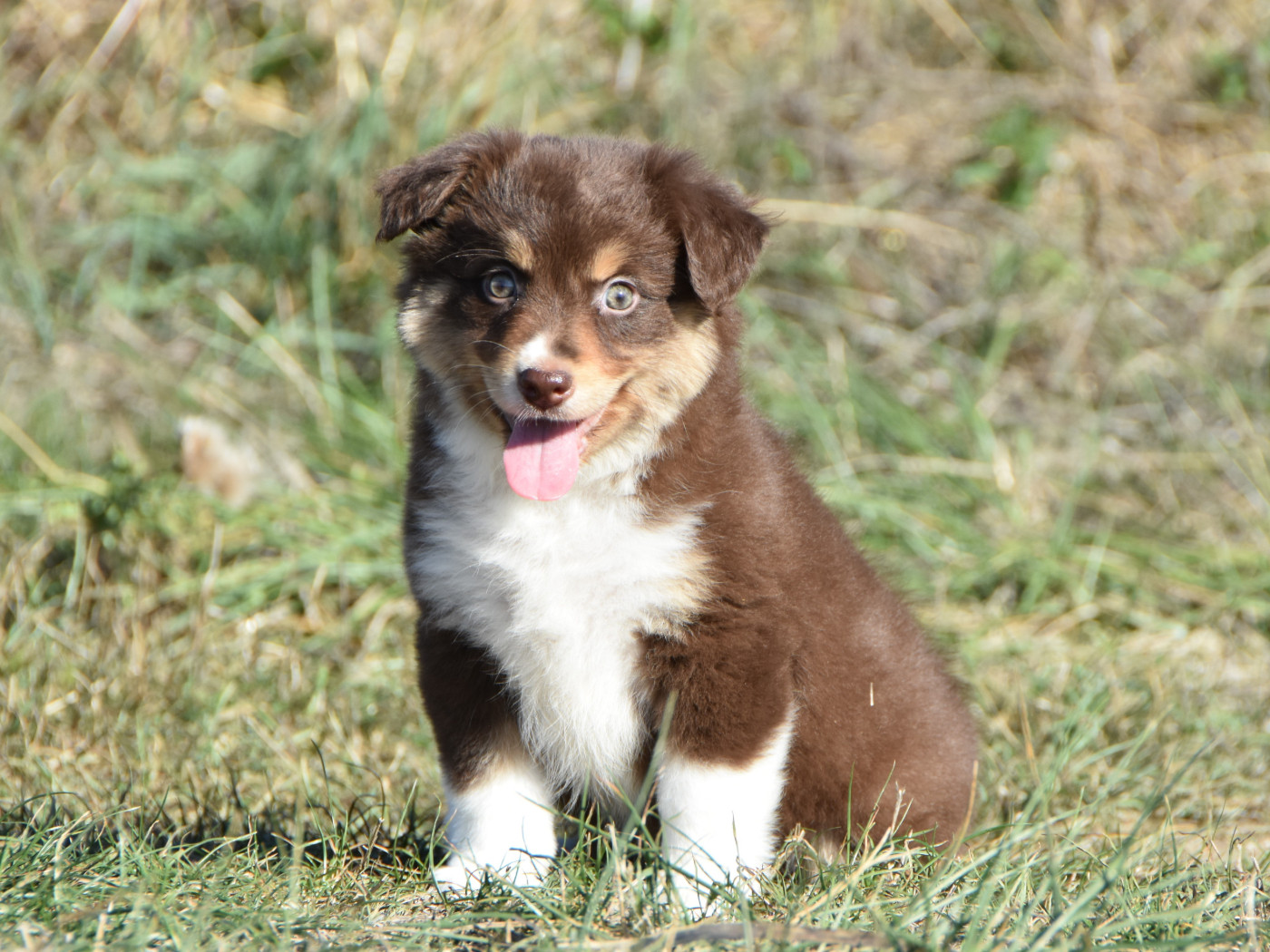 De La Folle Emprise - Chiots disponibles - Berger Américain Miniature 