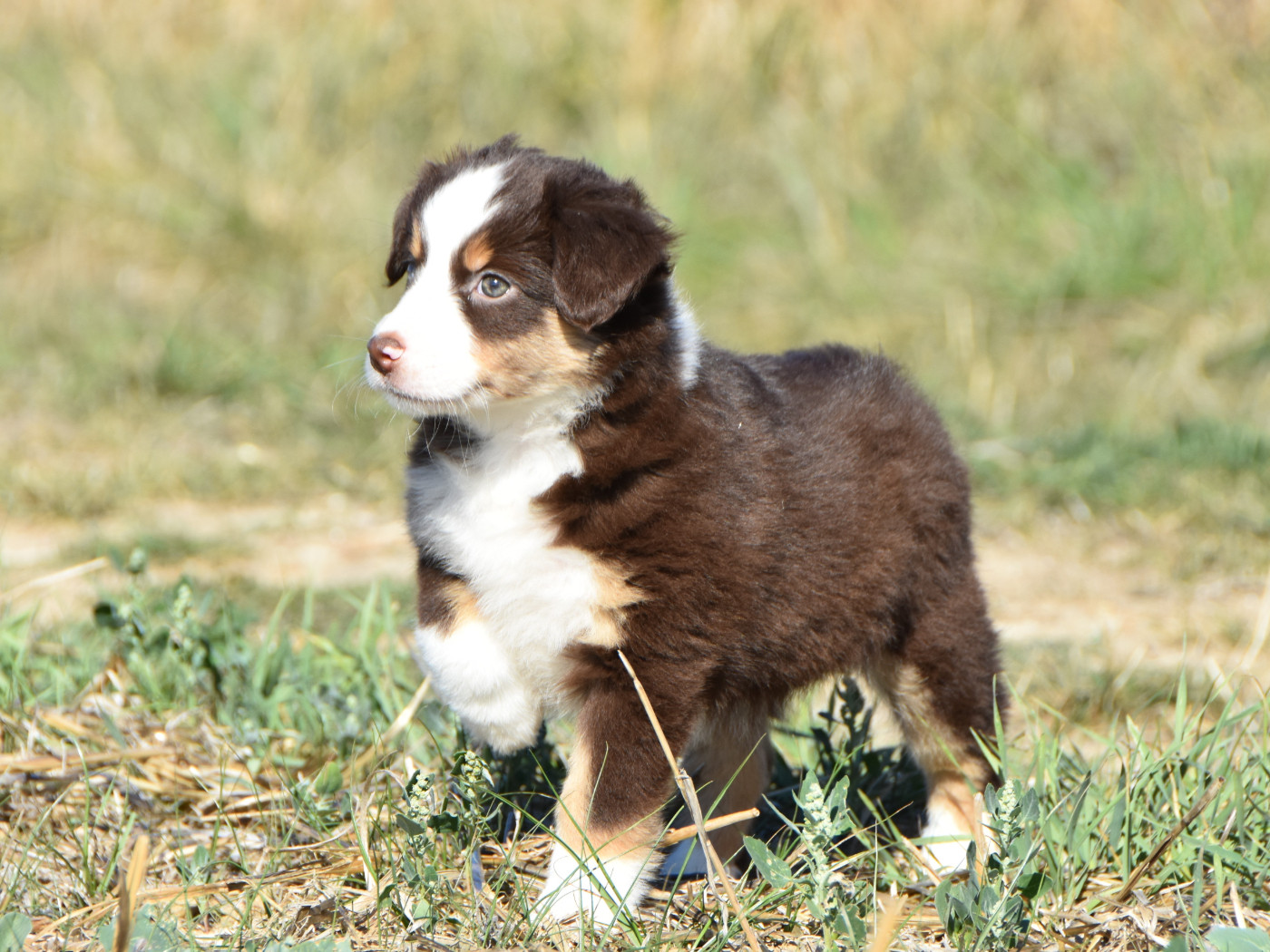 De La Folle Emprise - Chiots disponibles - Berger Américain Miniature 