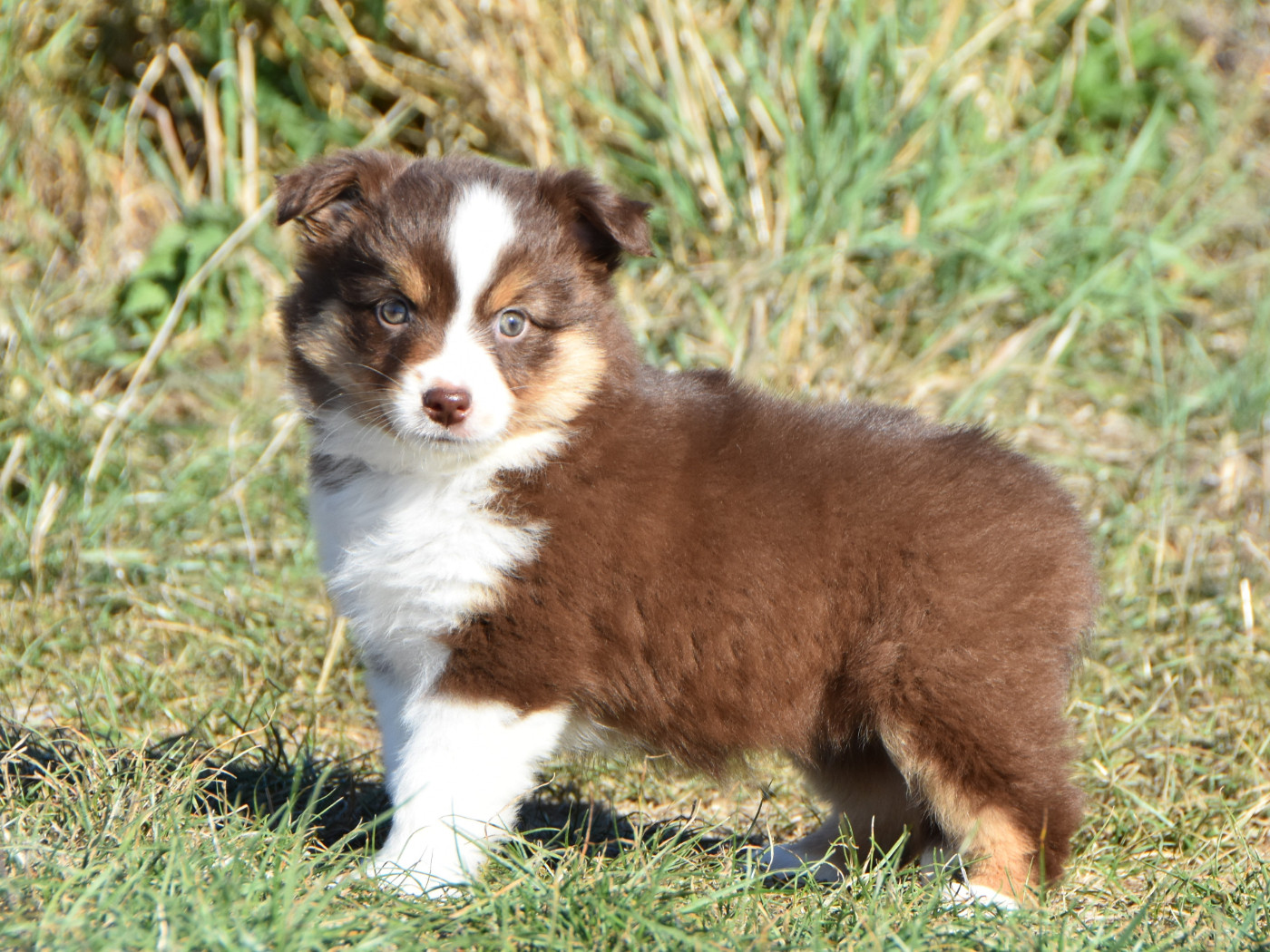 De La Folle Emprise - Chiots disponibles - Berger Américain Miniature 
