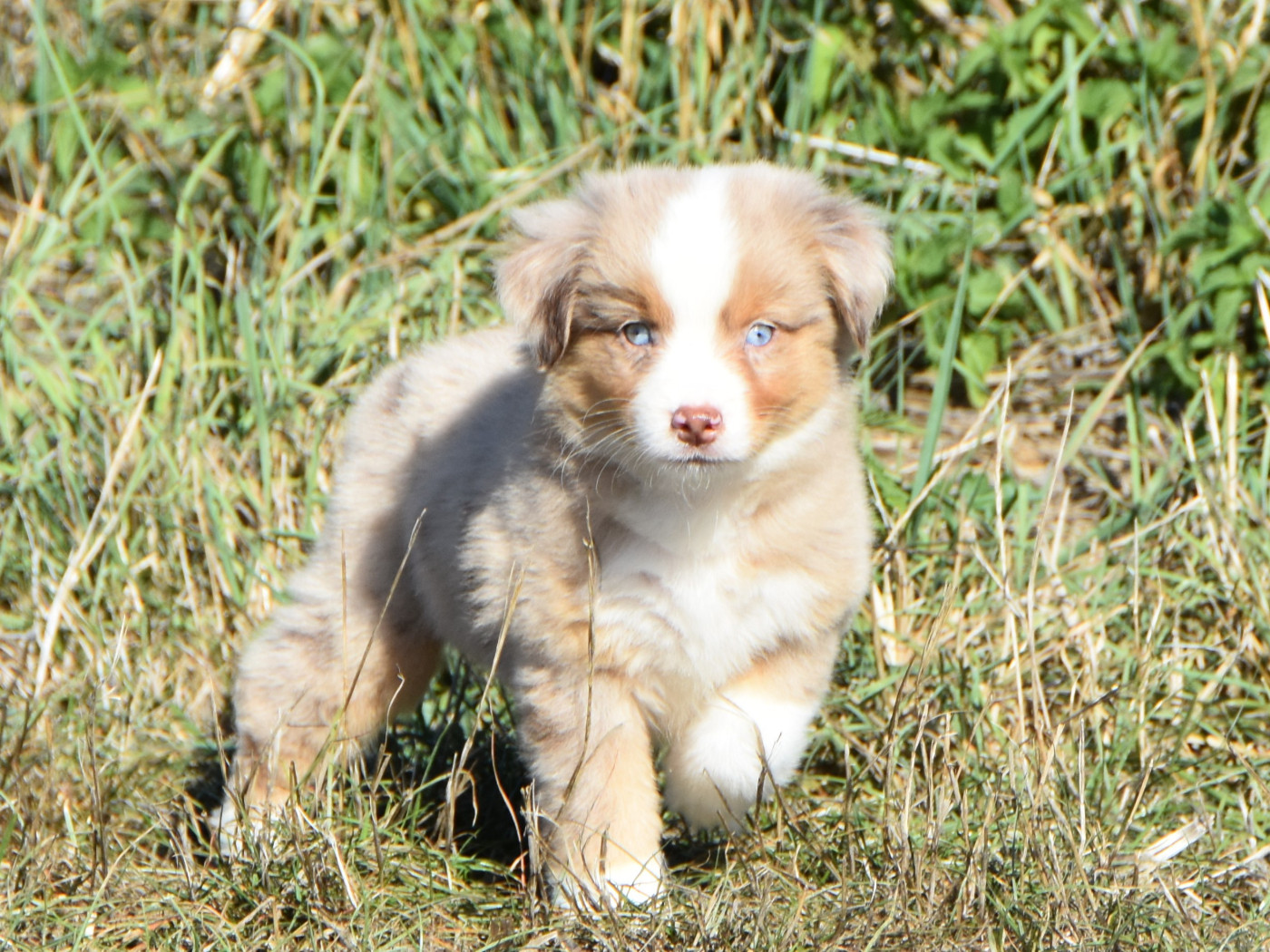 De La Folle Emprise - Chiots disponibles - Berger Américain Miniature 