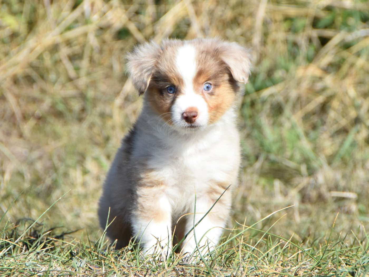 De La Folle Emprise - Chiots disponibles - Berger Américain Miniature 