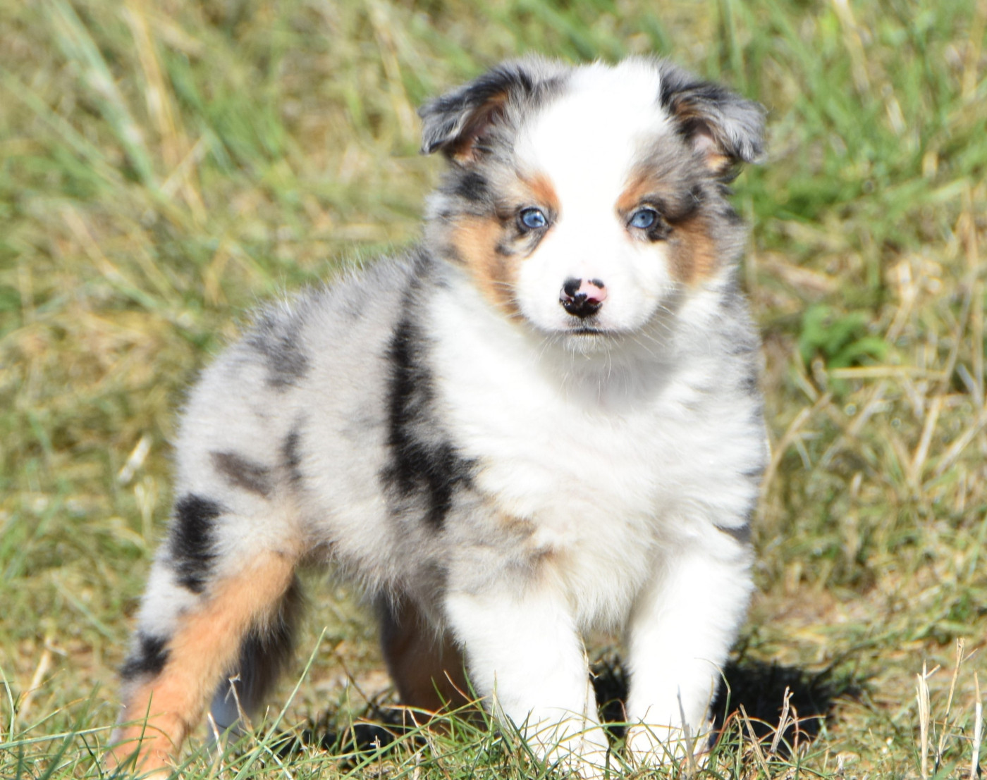 De La Folle Emprise - Chiots disponibles - Berger Américain Miniature 