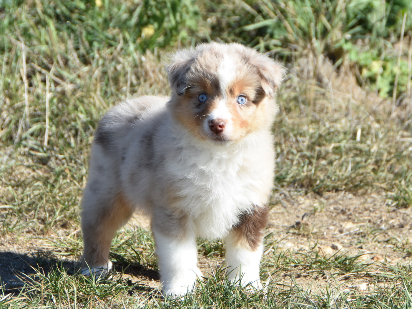 De La Folle Emprise - Chiots disponibles - Berger Américain Miniature 