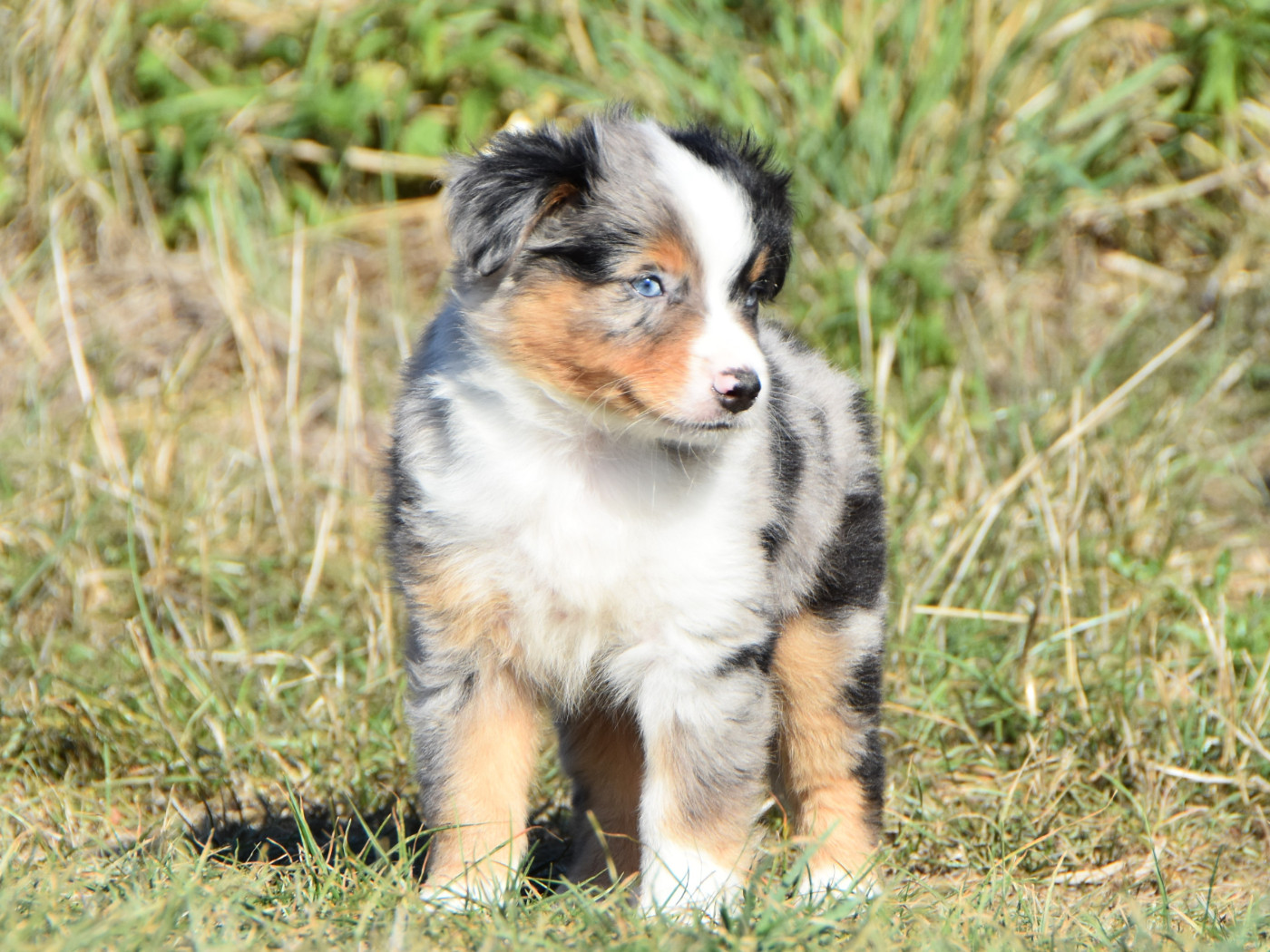 De La Folle Emprise - Chiots disponibles - Berger Américain Miniature 