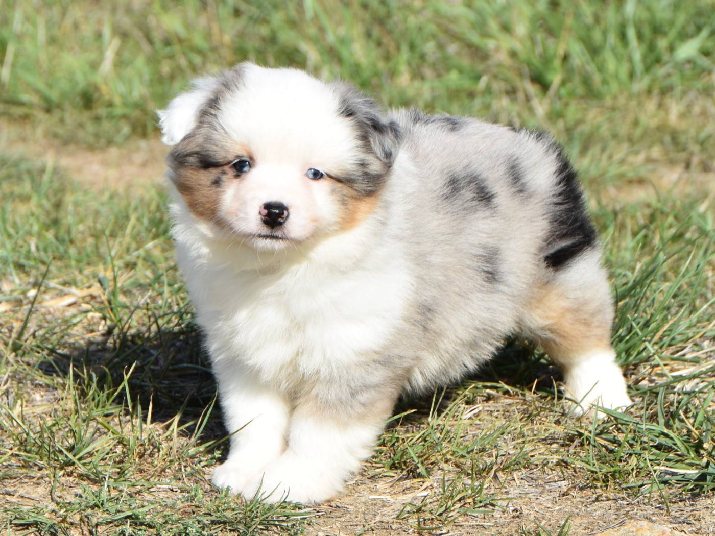 De La Folle Emprise - Chiots disponibles - Berger Américain Miniature 
